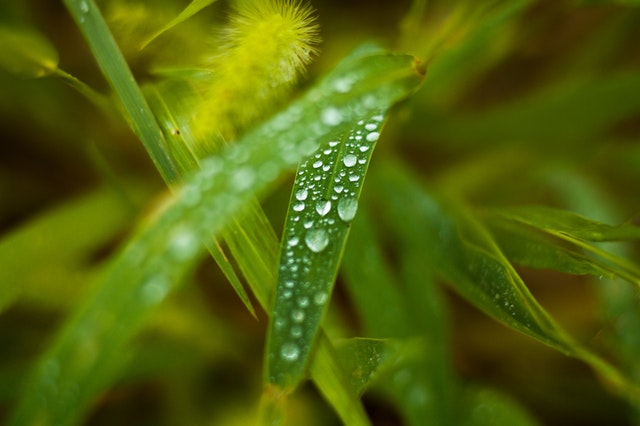Xerojardineria